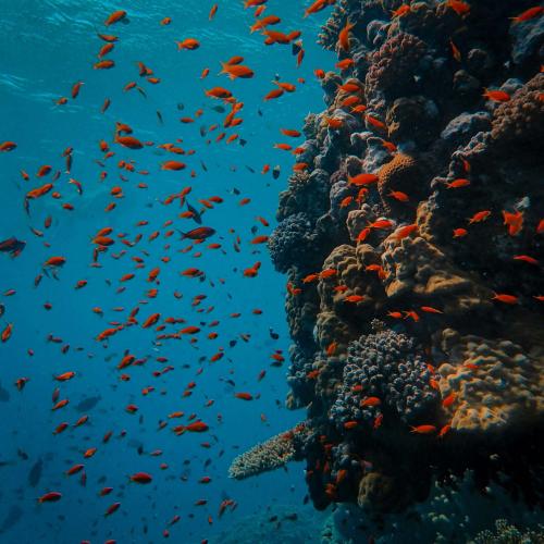 Triple the Reefs, Triple the Wonder – Join Our 3-Point Snorkeling Tour! Image