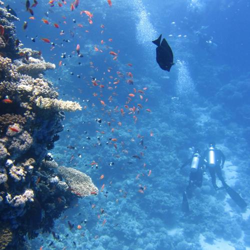 Triple the Reefs, Triple the Wonder – Join Our 3-Point Snorkeling Tour! Image