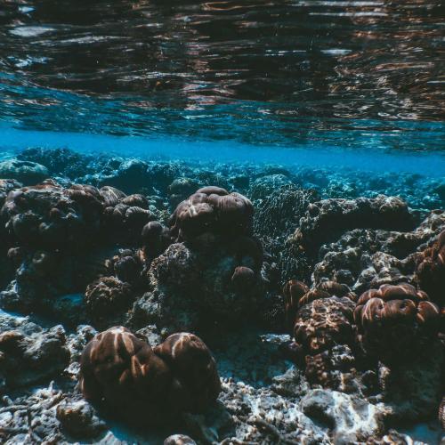 Triple the Reefs, Triple the Wonder – Join Our 3-Point Snorkeling Tour! Image