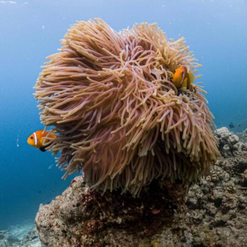 Triple the Reefs, Triple the Wonder – Join Our 3-Point Snorkeling Tour! Image