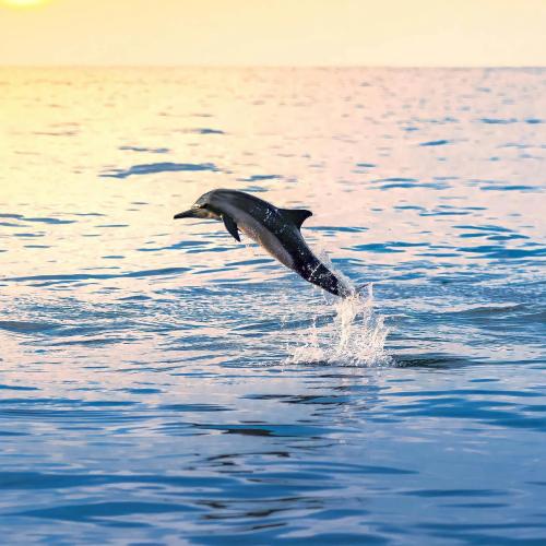Sunset & Dolphins: An Unforgettable Cruise Experience! Image