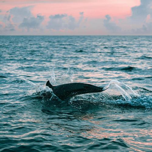 Sunset & Dolphins: An Unforgettable Cruise Experience! Image