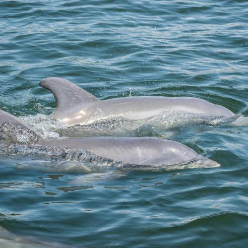 Sunset & Dolphins: An Unforgettable Cruise Experience! Image