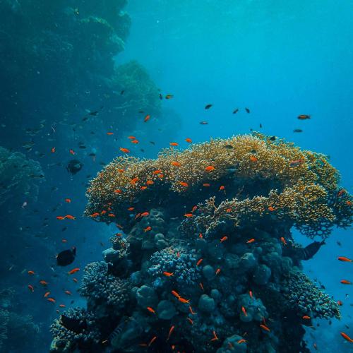 Unforgettable Sandbank Snorkeling & Sunset Cruise – Explore Maldives' Pristine Reefs & Breathtaking Views! Image