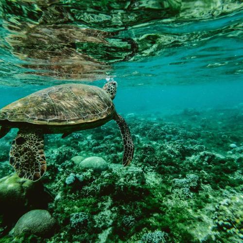 Unforgettable Sandbank Snorkeling & Sunset Cruise – Explore Maldives' Pristine Reefs & Breathtaking Views! Image