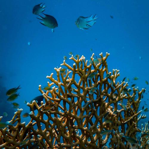 South Male Island Hopping: Your Ultimate Maldives Adventure Image