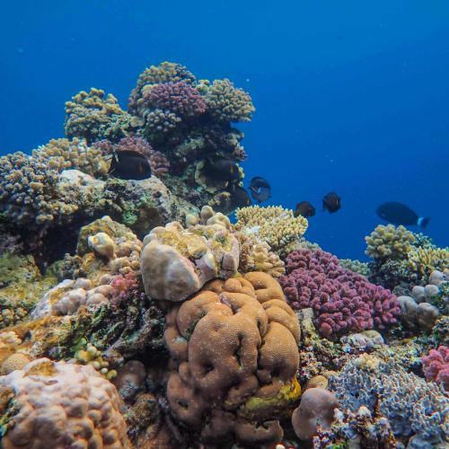 North Male Atoll Island Hopping – Culture, Snorkeling & Beach Bliss Image