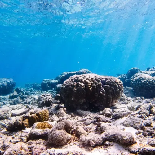 Walk Green in Villingili: A Guided Eco Tour Through Local Island Culture Image